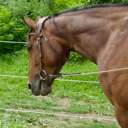 Long reins AAMG