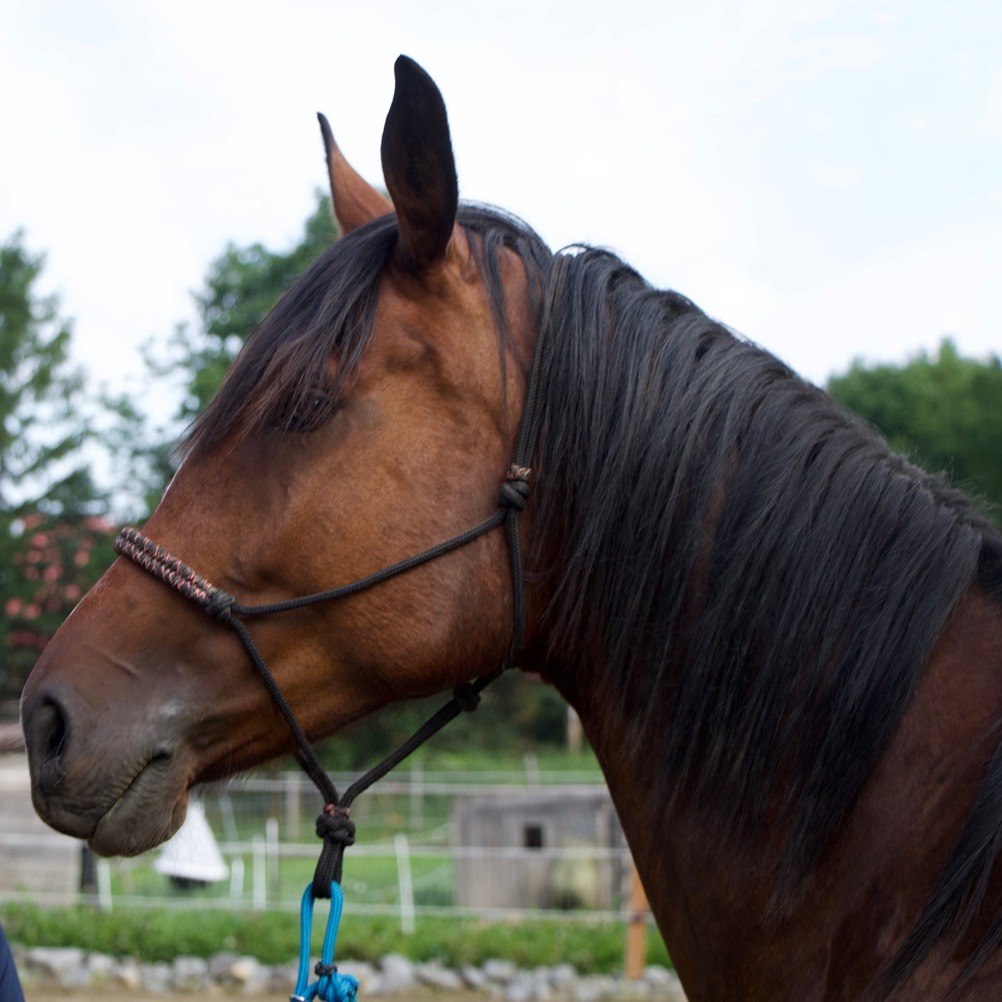 Horsemanship Rope Halter "Training"