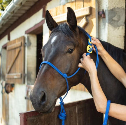 Cordes et Galop - Perez-sellerie - attache licou - crocher de sécurité - Hookilpenn jaune - licou bleu - horse - horses - horsmanship